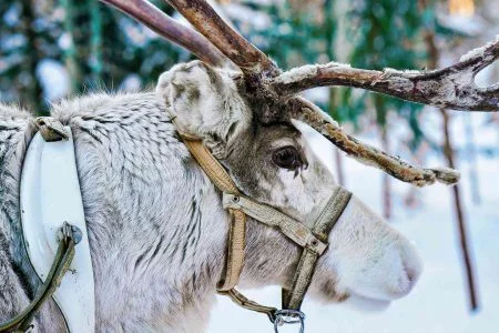 Close-up image of reindeer's side face captured during 9 nights 10 days Helsinki and Finnish Lapland Exploration