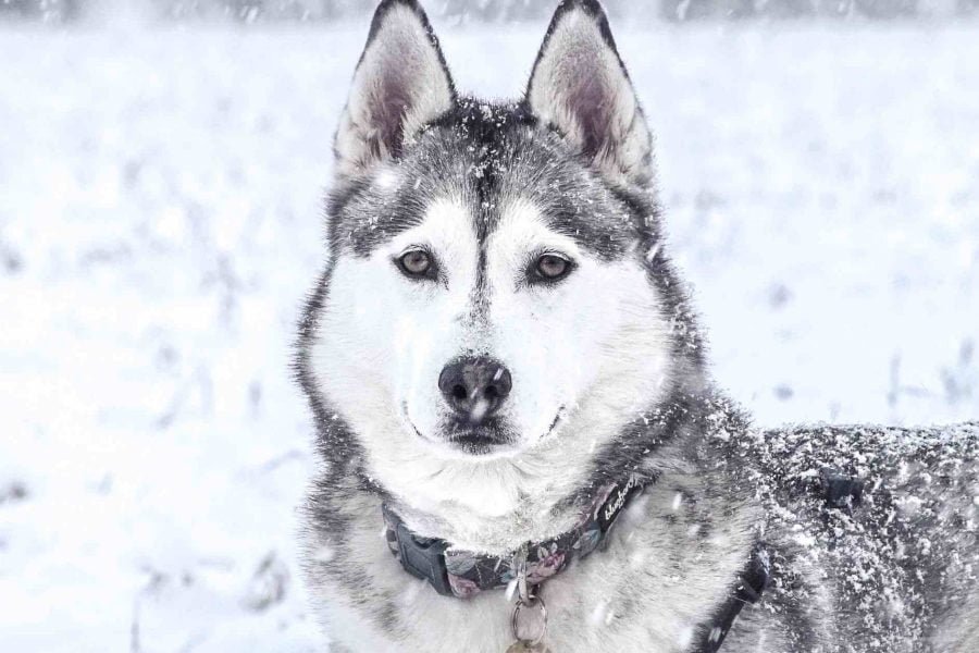 A husky dog standing in the snow at Husky Park in Rovaniemi