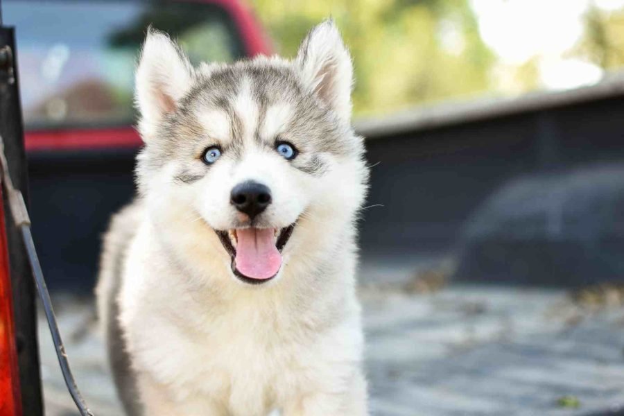 Husky puppy at Husky Park in Rovaniemi