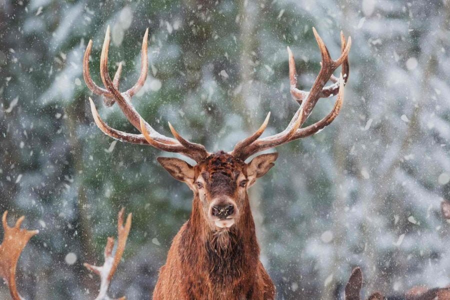 Majestic reindeer at a reindeer farm in Rovaniemi