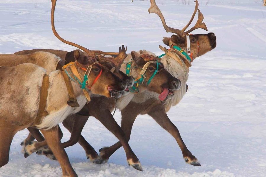 Reindeers pulling a sledge at a picturesque Reindeer farm in Rovaniemi.