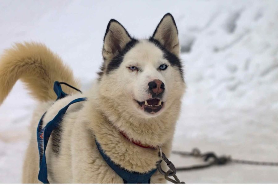 Group of Siberian Huskies resting and enjoying the winter scenery at Husky Park in Rovaniemi.