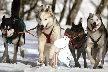 Huskies pulling a sled in Rovaniemi Husky Park