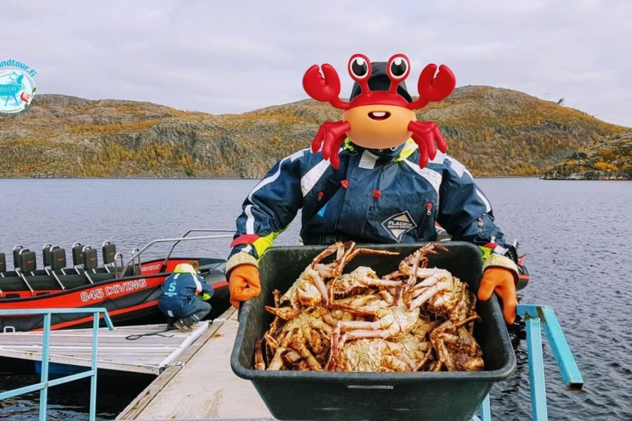 Tourist guide holding a basket full of crabs at Kirkenes during the 2 days Kirkenes Crab Safari tour from Rovaniemi.