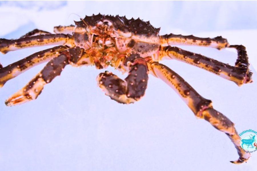 Freshly caught King Crab held by a participant during the Kirkenes Crab Safari, with a snowy landscape in the background.