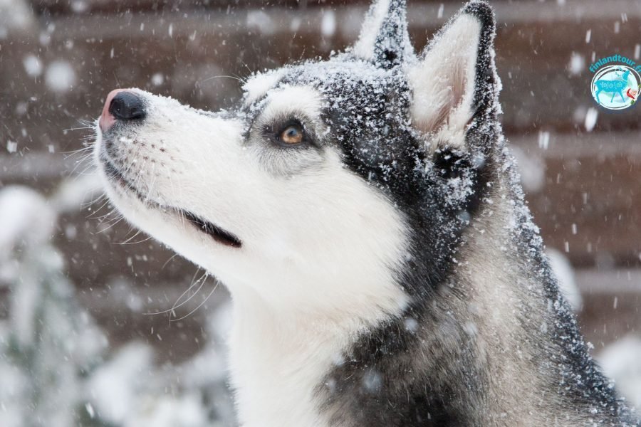 A husky dog enjoying snow in Rovaniemi, Lapland.