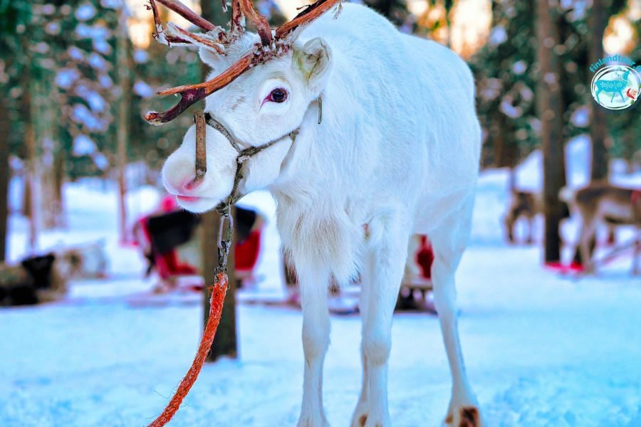 Reindeer at a reindeer farm in Rovaniemi during the 3 nights 4 days Rovaniemi tour package.