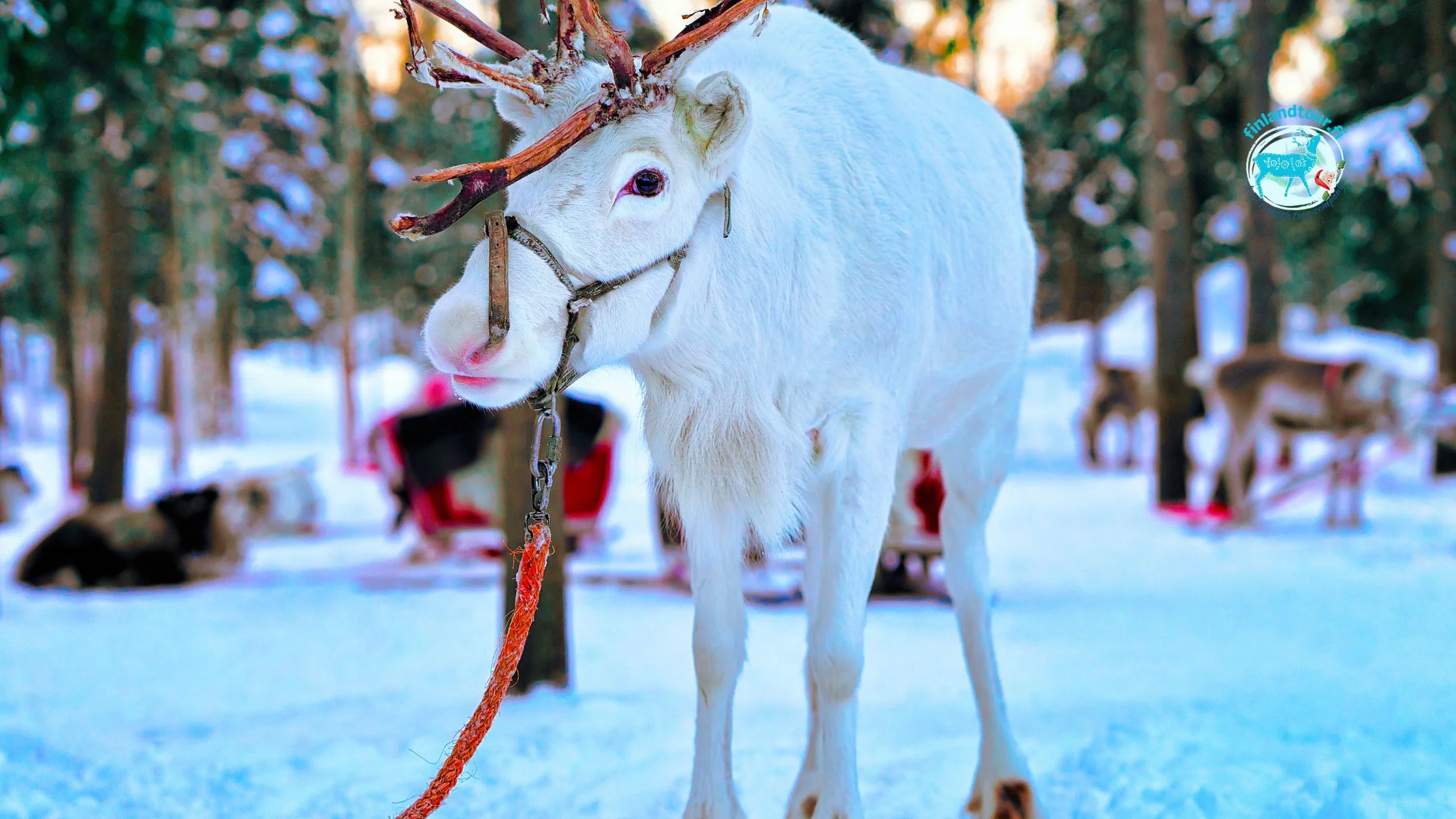 Reindeer at a reindeer farm in Rovaniemi during the 3 nights 4 days Rovaniemi tour package.