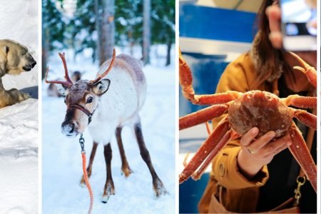 Collage of experiences from the 10 nights 11 days Ivalo, Kirkenes, Inari, Levi, Rovaniemi tour including polar bears at Ranua Zoo, reindeer, freshly caught crab from Kirkenes crab safari, and snowmobiling in Saariselkä.