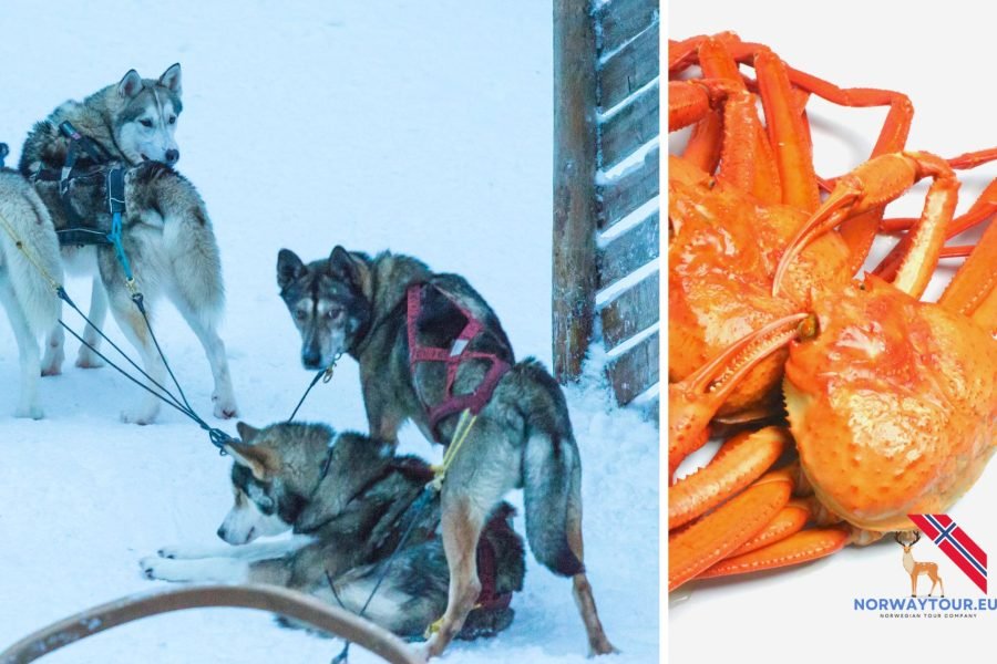 Collage of Huskies tied to a sledge and freshly caught crab from Kirkenes Crab Safari