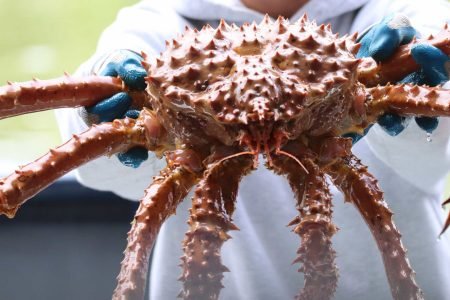 Now its Easier to do the Kirkenes King Crab Safari with Finland Tour in 2025