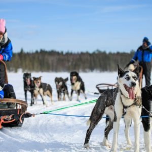 Tourist enjoying a husky sled ride under the snowy skies during their Finland Northern Lights Tour