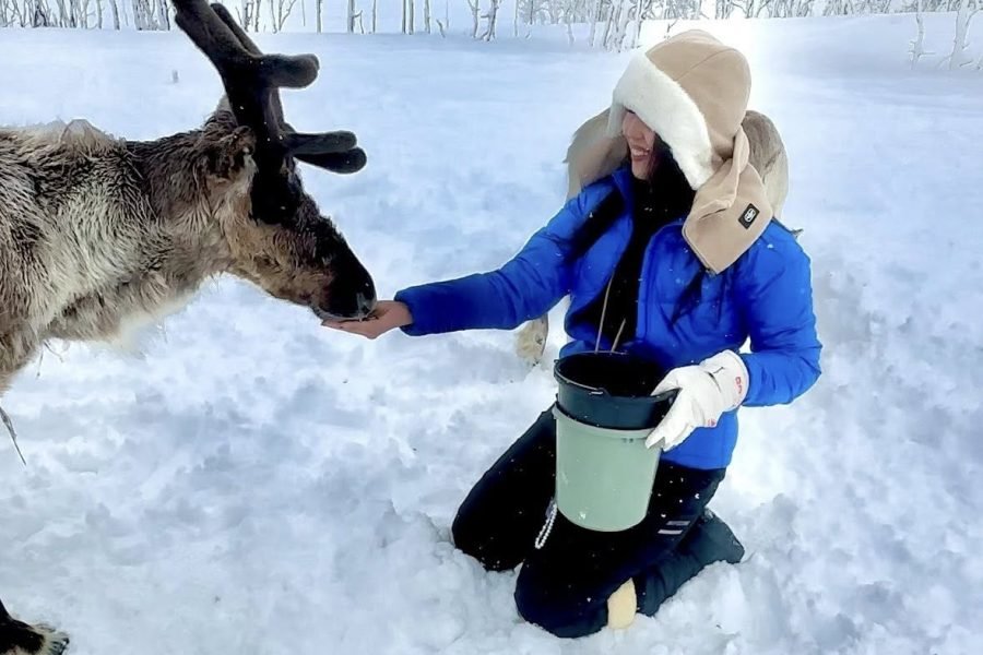 Tourist feeding a reindeer in Tromsø during 16 days Iceland, Norway and Finland tour