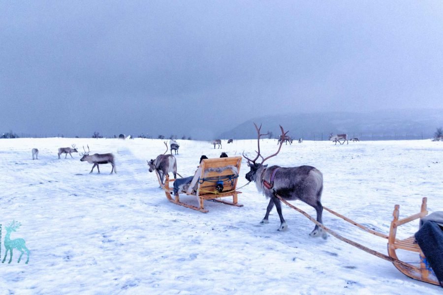Reindeer sledge ride through snowy forests in Saariselkä during the 13 days Finland and Norway tour with Kirkenes to Bergen cruise